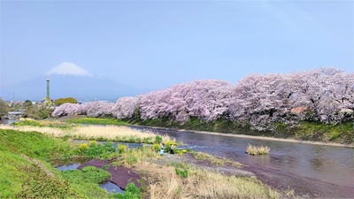 龍巌淵の桜[令和3年(2021年)3月30日]