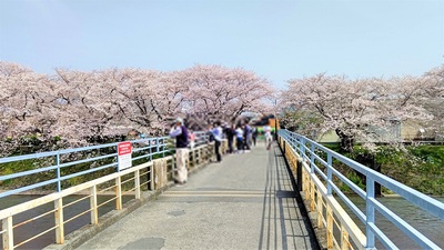 龍巌淵の桜[令和3年(2021年)3月30日]