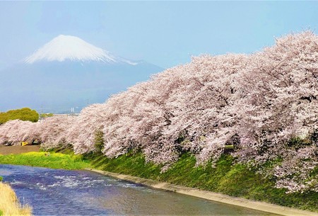 龍巌淵の桜[令和3年(2021年)3月30日]