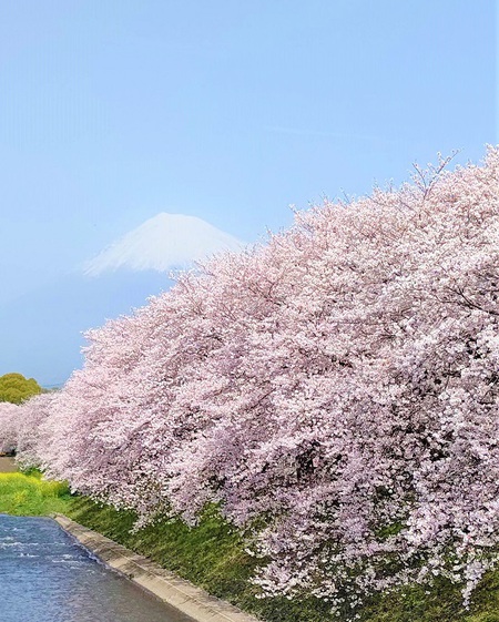 龍巌淵の桜[令和3年(2021年)3月30日]