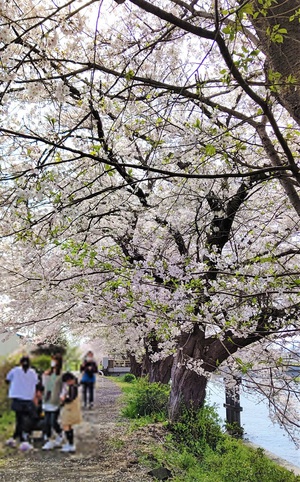 龍巌淵の桜[令和3年(2021年)3月30日]