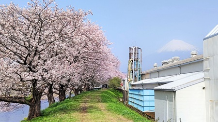 龍巌淵の桜[令和3年(2021年)3月30日]