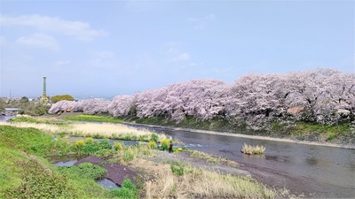 龍巌淵の桜[令和3年(2021年)3月31日]