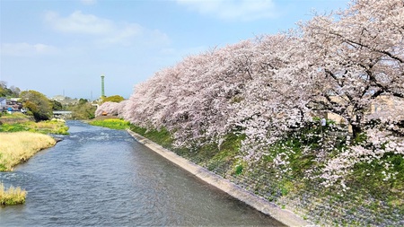 龍巌淵の桜[令和3年(2021年)3月31日]