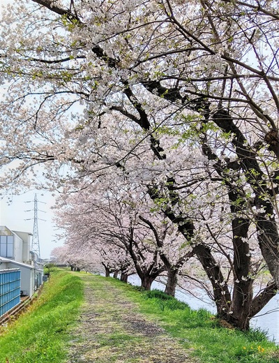龍巌淵の桜[令和3年(2021年)3月31日]