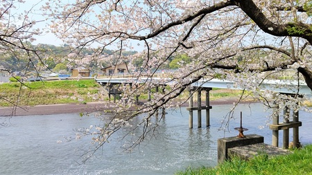 龍巌淵の桜[令和3年(2021年)3月31日]