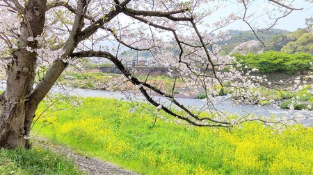 龍巌淵の桜[令和3年(2021年)3月31日]