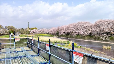 龍巌淵の桜[令和3年(2021年)4月1日]