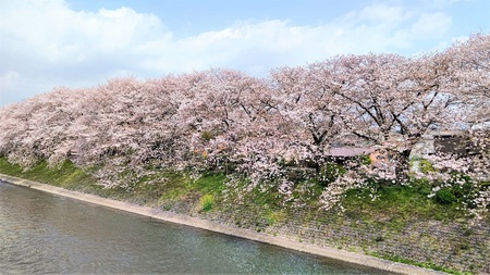 龍巌淵の桜[令和3年(2021年)4月1日]