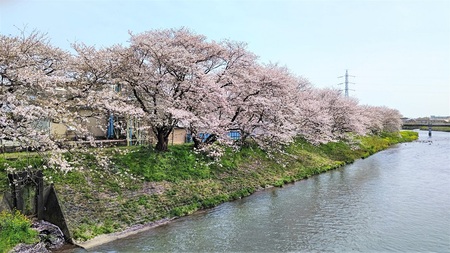 龍巌淵の桜[令和3年(2021年)4月1日]