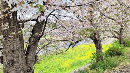 龍巌淵の桜[令和3年(2021年)4月1日]