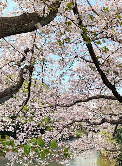 龍巌淵の桜[令和3年(2021年)4月1日]