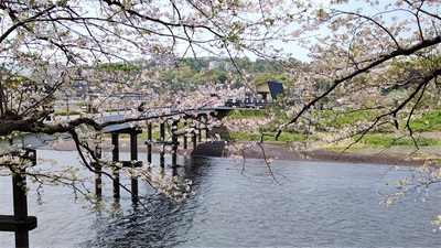 龍巌淵の桜[令和3年(2021年)4月1日]