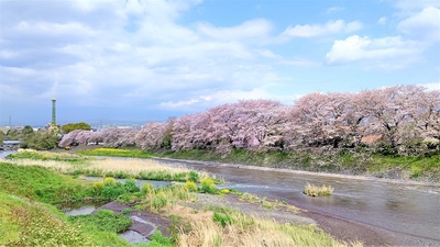 龍巌淵の桜[令和3年(2021年)4月2日]