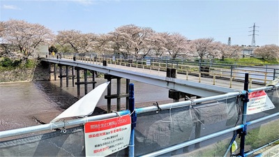 龍巌淵の桜[令和3年(2021年)4月2日]