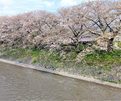 龍巌淵の桜[令和3年(2021年)4月2日]