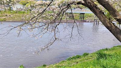 龍巌淵の桜[令和3年(2021年)4月2日]