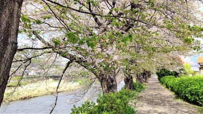 龍巌淵の桜[令和3年(2021年)4月2日]