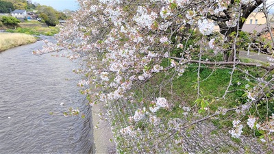 龍巌淵の桜[令和3年(2021年)4月2日]