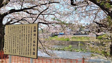 龍巌淵の桜[令和3年(2021年)4月2日]
