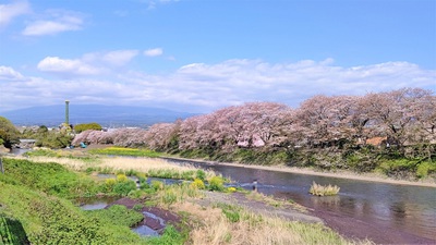龍巌淵の桜[令和3年(2021年)4月3日]