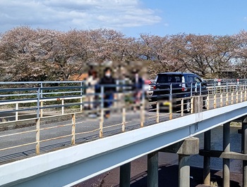 龍巌淵の桜[令和3年(2021年)4月3日]
