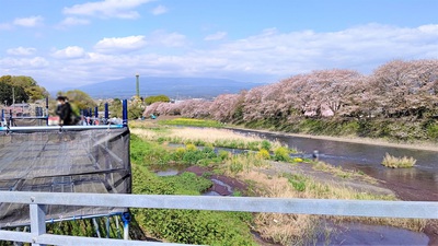 龍巌淵の桜[令和3年(2021年)4月3日]