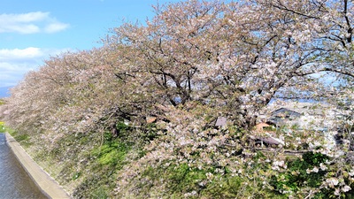 龍巌淵の桜[令和3年(2021年)4月3日]