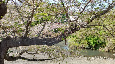 龍巌淵の桜[令和3年(2021年)4月3日]