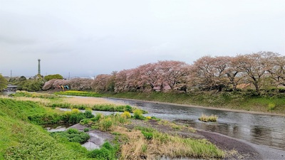龍巌淵の桜[令和3年(2021年)4月4日]