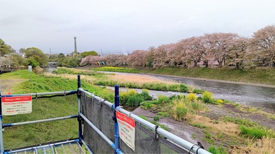 龍巌淵の桜[令和3年(2021年)4月4日]