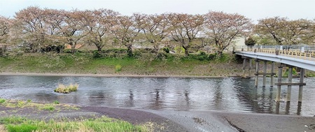 龍巌淵の桜[令和3年(2021年)4月4日]