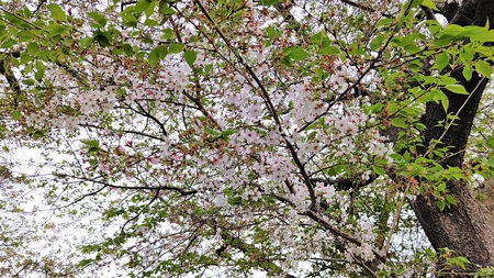 龍巌淵の桜[令和3年(2021年)4月4日]