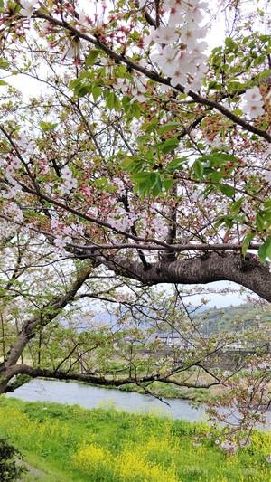 龍巌淵の桜[令和3年(2021年)4月4日]