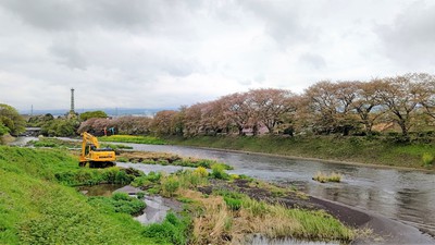龍巌淵の桜[令和3年(2021年)4月5日]