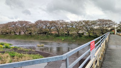 龍巌淵の桜[令和3年(2021年)4月5日]