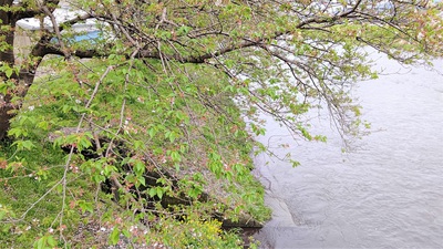 龍巌淵の桜[令和3年(2021年)4月5日]