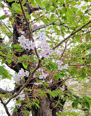 龍巌淵の桜[令和3年(2021年)4月5日]