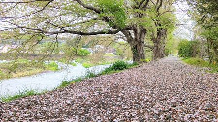 龍巌淵の桜[令和3年(2021年)4月5日]