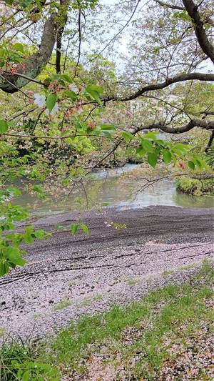 龍巌淵の桜[令和3年(2021年)4月5日]