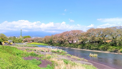 龍巌淵の桜[令和3年(2021年)4月7日　令和3年春の最終報告]
