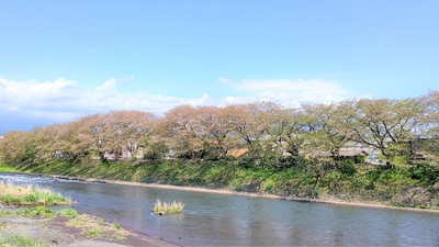龍巌淵の桜[令和3年(2021年)4月7日　令和3年春の最終報告]