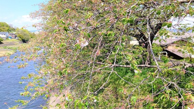 龍巌淵の桜[令和3年(2021年)4月7日　令和3年春の最終報告]