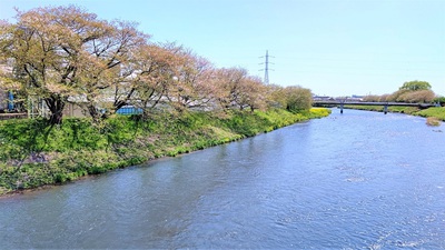 龍巌淵の桜[令和3年(2021年)4月7日　令和3年春の最終報告]