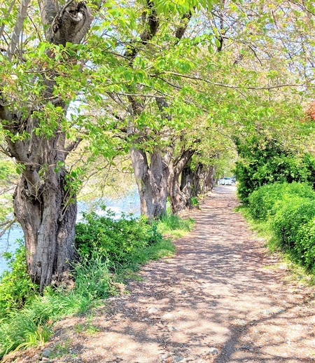 龍巌淵の桜[令和3年(2021年)4月7日　令和3年春の最終報告]