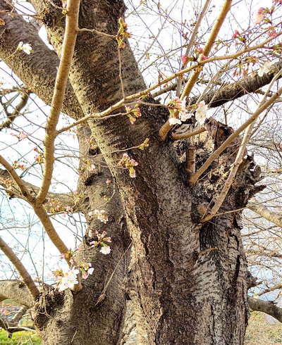 龍巌淵の桜[令和4年(2022年)3月20日]