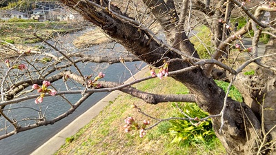龍巌淵の桜[令和4年(2022年)3月20日]