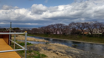 龍巌淵の桜[令和4年(2022年)3月21日]