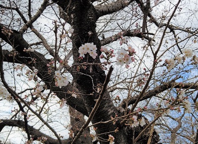 龍巌淵の桜[令和4年(2022年)3月21日]