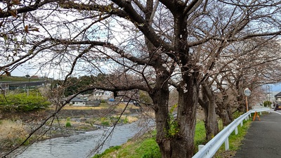 龍巌淵の桜[令和4年(2022年)3月21日]
